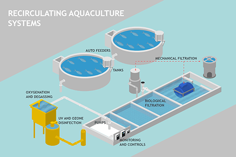 Recirculating Aquaculture Systems